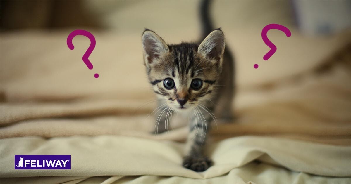 Un Gatto Adulto Può Uccidere Un Gattino